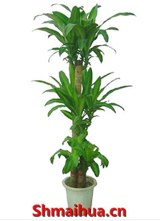 绿色植物|盆栽绿植鲜花-巴西木1-点击浏览商品大图